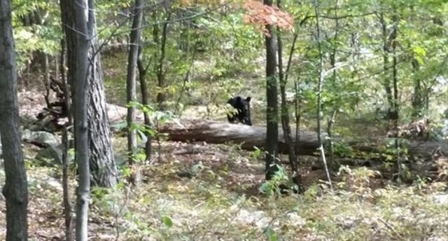 ABD'nin New Jersey eyaletinde, ormannda gezinen 22 yaşındaki Darsh Patel isimli gencin çektiği son görüntü ise kendisine saldıran siyah ayının fotoğrafı oldu.