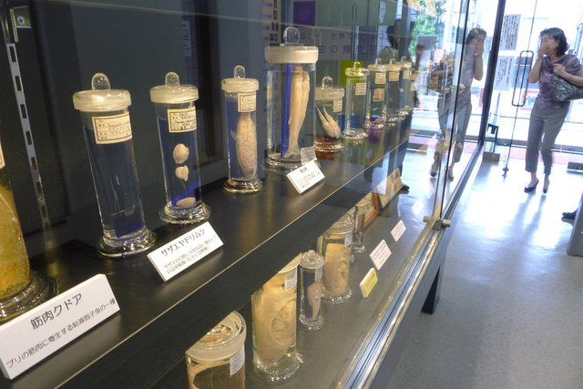 MEGURO PARAZİT MÜZESİ / MEGURO PARASITOLOGICAL MUSEUM / JAPONYA