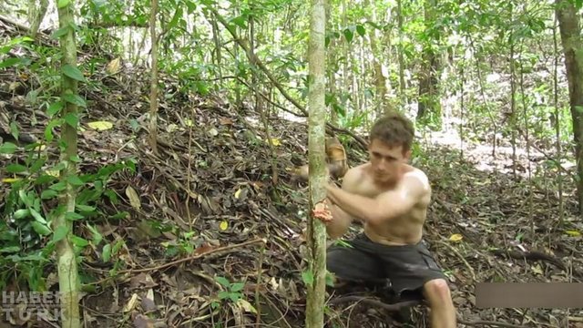 dalları keserek başlıyor...