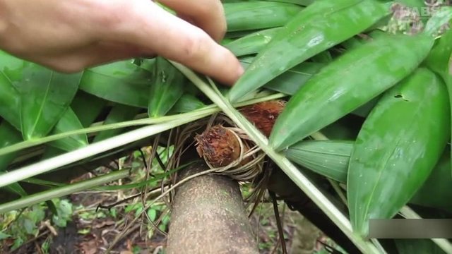 Yerleştirdiği yaprakları çatı iskeletiyle bağlıyor...