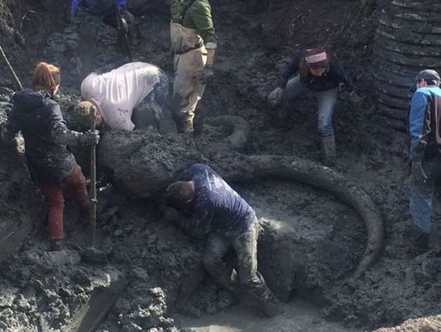 - Çiftçi soya fasulyesi tarlasını sürerken prehistorik döneme ait bir yünlü mamut kalıntısı buldu. -