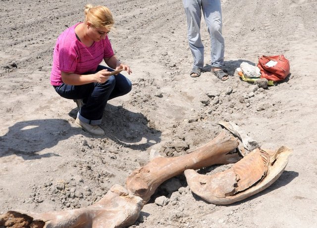 Tarlaya gelen müze görevlileri, yaptıkları ilk incelemede, cismin fosil olabileceğini ifade ettiler. Açıklama yapmayan görevliler, çıkan parçaları incelemek üzere götürdü.