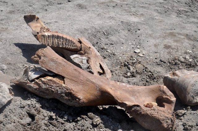 TARLASINI SÜRERKEN MAMUT FOSİLİ BULDU! - Türkoğlu ilçesinde yaşayan bir çiftçi, mısır ekmek için sürdüğü tarlada, antik fil fosili olduğu tahmin edilen parçalar buldu.