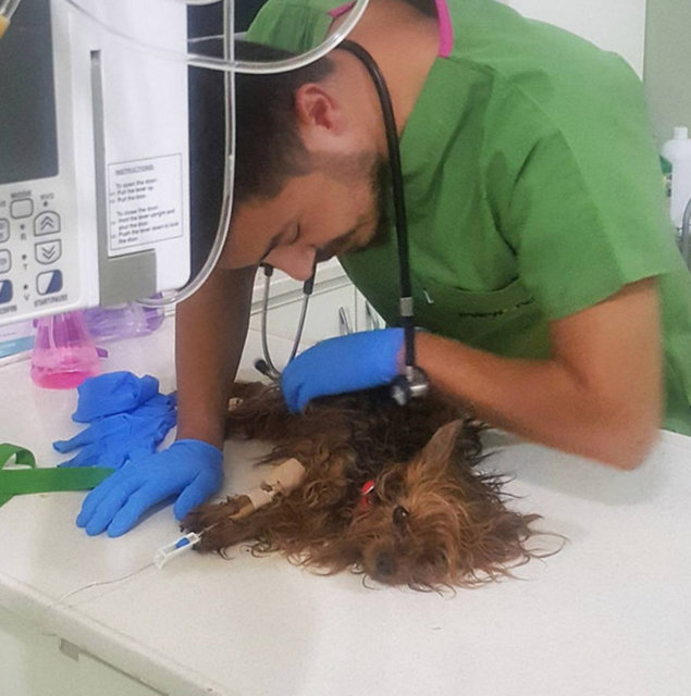 Ünlü şarkıcı Seren Serengil, zor günler geçiriyor. Şarkıcının 9 yıldır baktığı Yorkshire Terrier cinsi köpeği Lady, geçtiğimiz gün kalp krizi geçirdi.  Üzücü olayı Instagram'dan paylaşan Serengil, Lady'yi kızı gibi gördüğünü dile getirdi. Köpeği için takipçilerinin dualarını isteyen Serengil "Onca acıyı Lady'ye sarılarak atlattım. O giderse dindirdiğim bütün acılarım geri gelir. Allah onu bana bağışlasın" dedi