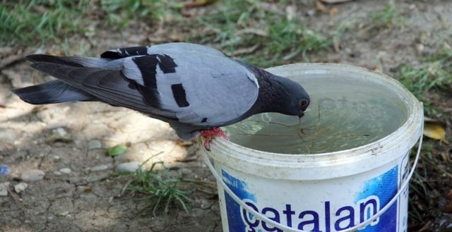 Sıcak havadan etkilenen kuşlar da parklarda su içti.