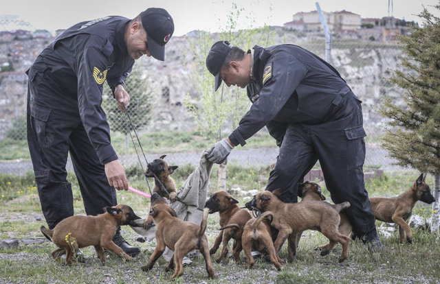 Özel eğitimli köpekler, görev yapacakları bölgelerde emniyet olaylarına müdahale öncesinde 8 ile 20 hafta arasında 11 farklı branşta eğitimden geçiriliyor. 
