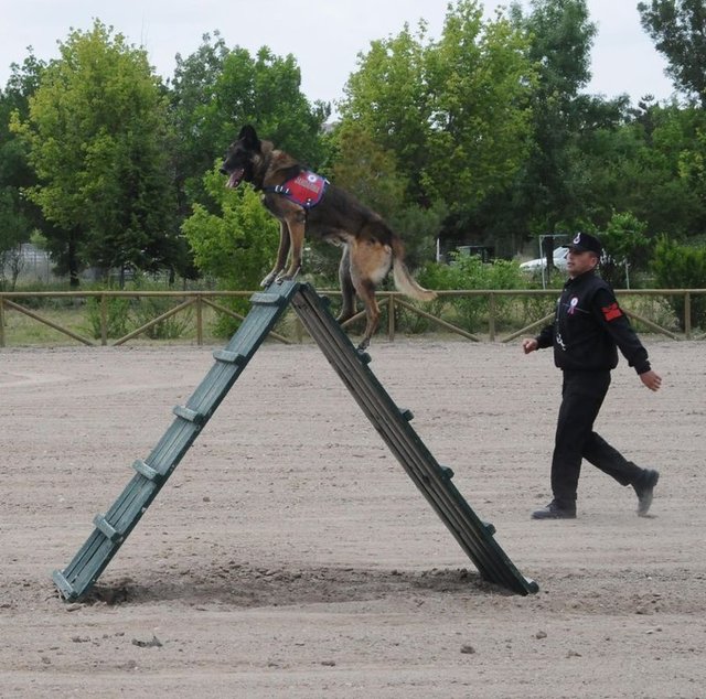 Zorlu bir eğitimin ardından görev yapmaya hazır olan köpekler, özel operasyonlarda kullanılıyor. 