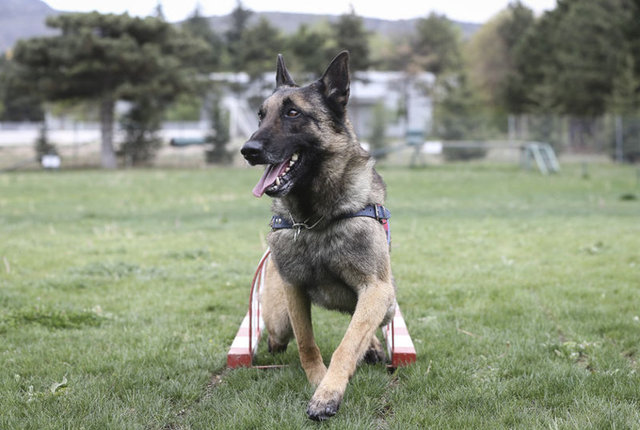 Köpek Eğitim Bölük Komutanı Jandarma Yüzbaşı Sakallıoğlu, "Köpekler, yaratılış olarak muhteşem özellikler taşımaktadır. İnsana göre 55 kat daha iyi koklama, 5 kat daha iyi görme, 8 kat daha iyi duyma özellikleri mevcut" diyor.AA
