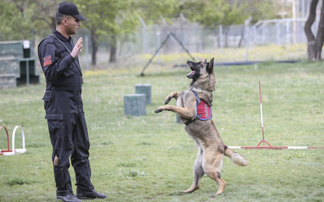 Gittikleri yerlerde de sorumlu eğitmenleri tarafından emekliliklerine kadar sürekli eğitimden geçirilen köpekler, 9 yaşına kadar görev yapabiliyor. 