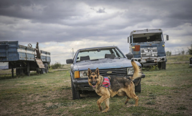 Asayiş ve terör görevlerinde kullanılacak köpekler, Jandarma Genel Komutanlığı'na bağlı olarak 2003'te faaliyete başlayan JAKEM Komutanlığı bünyesindeki Köpek Eğitim Bölük Komutanlığı'nda özel eğitimden geçiriliyor.