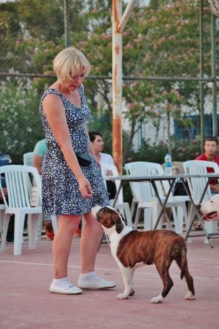 Irklara göre ayrılan 3 ayrı bölümde bir çok özelliklerine göre yarışan köpekler, bölgede bulunan yerli ve yabancı turistlerinde ilgisini çekti.