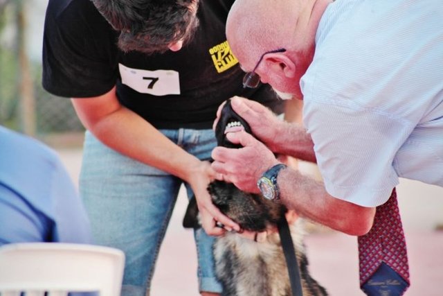 Köpek Irkları ve Kinoloji Federasyonu'nun organizasyonu ve Bodrum Belediyesi'nin destekleriyle Gümbet dolgu alanında bulunan basketbol sahasında bu yıl dördüncüsü düzenlenen yarışmada, Türkiye'nin birçok ilinden 30 ırkta, 200 köpek ırklarında en iyisi olmak için yarıştılar.