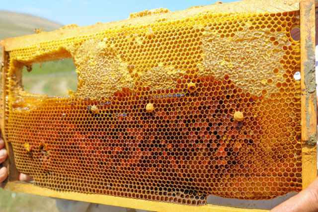 1 kaşık bal ile yarım çay kaşığı toz tarçın karıştırılarak günde 3 defa yenilirse öksürük ve balgam atımını artırarak gribal enfeksiyonları bertaraf eder.