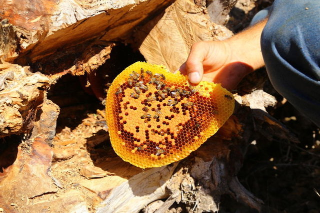 Hızlı bir enerji kaynağıdır. Ilık su ile karıştırılıp içildiğinde 7 dakikada kana karışır. Bu da beynin çalışmasını hızlandırır. Kan yapımına destek olur. Anti mikrobik bir ajandır. Belirli bakterilerin, maya ve küfün büyümesine engel olur. Vücut direncini ve savunma mekanizmasını artırır. Antioksidandır.