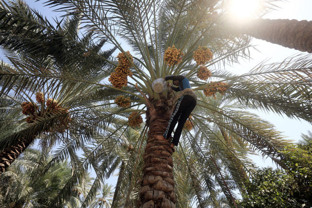 HURMA: Pankreasta ensülin salgılanmasını düzenli sağlayarak şeker dengesini korur. Doğumun kolay olmasını sağlar. (Kuran'daki Meryem Suresi)