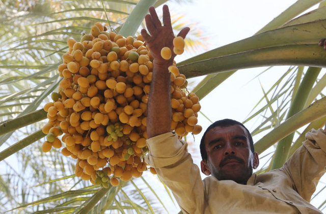 İçinde bulunan flavonoid, polifenol anti oksidamı olarak bilinen tanin maddesini içerir. Tanin iltihabı, vücuttaki kanamaları önleyen bir maddedir.