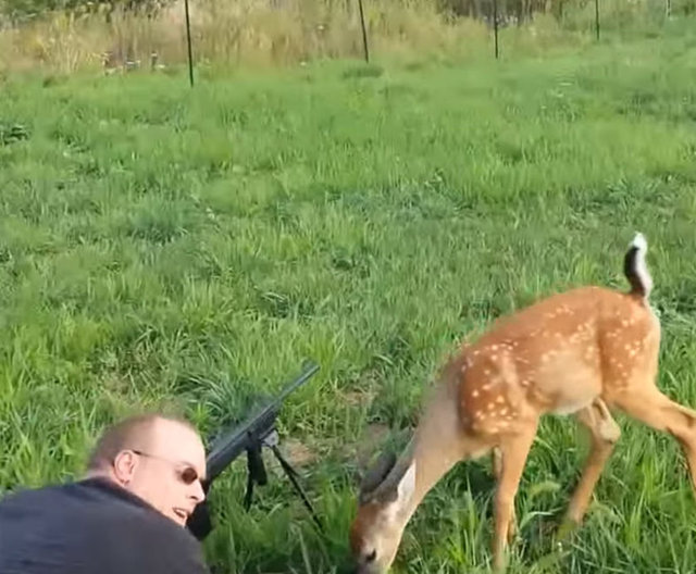 İşte sevimli geyiğin saniye saniye o anları...