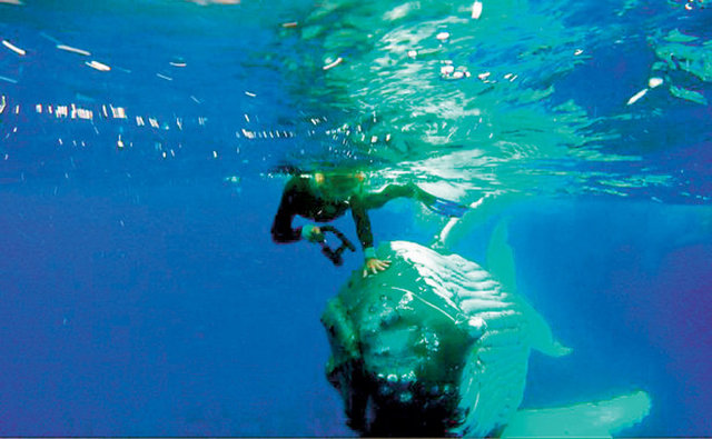 Gazete Habertürk'ün Mirror Gazetesi kaynaklı haberine göre Hauser, balinanın hareketleri nedeniyle çevrelerinde yüzen köpek balığını göremedi. Köpe kbalığını fark eden balina, önce 63 yaşındaki biyoloğu, burnu ve ağzıyla su içerisinde itmeye çalıştı, ardından onu yüzgeçlerinin altına alıp su yüzeyine çıkardı. 