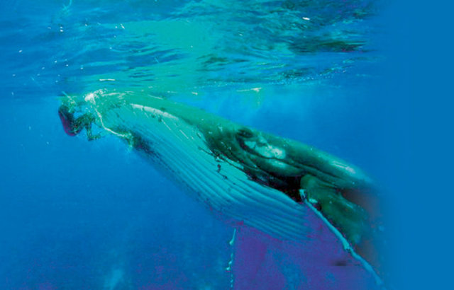 Yeni Zelanda açıklarında bir kambur balina, kendisini inceleyen bilim insanını köpek balığından kurtardı. Yeni Zelanda'ya bağlı Cook Adaları'nda yaşayan Nan Hauser, okyanus açıklarında bir balinayı incelemek üzere dalış yaptı. 