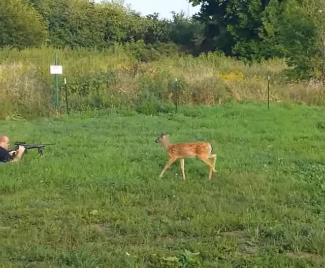 Ormana avlanmak için gelen birkaç avcıya yaklaşan geyik, avcıların şaşırtıcı bakışları altında etrafta gezindi. 