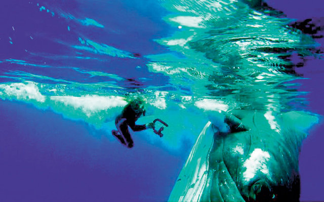 Nan Hauser, yaşadıklarını şöyle anlattı: - "Balina bana yaklaştığında ne yaptığını anlamamıştım. Beni köpek balığından korumak için 10 dakika boyunca itti. Beni yüzgeçlerinin altına almaya çalıştığında sıkışmaktan korktum fakat balinaların korkudan beslendiklerini bildiğim için sakin kalmaya çalıştım. Balina beni yüzeye çıkardığında teknedeki arkadaşlarımın beni uyarmaya çalıştığını fark ettim.