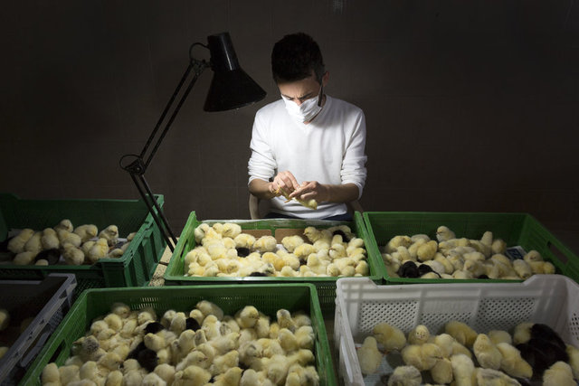 Bankacılık mezunu Kavlak, seksörlük mesleğini ilk olarak doğup büyüdüğü Ankara Kalecik'te faaliyet gösteren damızlık şirketi Ross Breeders'ta çalışan 6 Koreli seksörle tanıdı. 10 yıl önce Türkçe öğrenip Kalecik'e yerleşen Koreli seksörler, bir süre sonra bu işi ilçede yaşayan Türklere de öğretti.