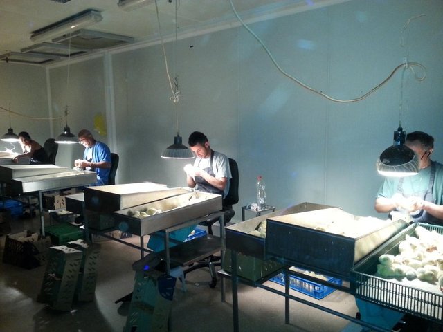 Ardından ilçede başarılı seksör adayları arayışına girildi. Şirket, belediye aracılığıyla "Yetiştirilmek üzere seksör adayı arıyoruz" ilanı verdi. 