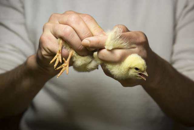 Seksörlük, Uzakdoğu'da 100 yıldır sürdürülen bir meslek. Türkiye'de tavukçuluk sektöründe çalışanlar dışında pek bilinmiyor.