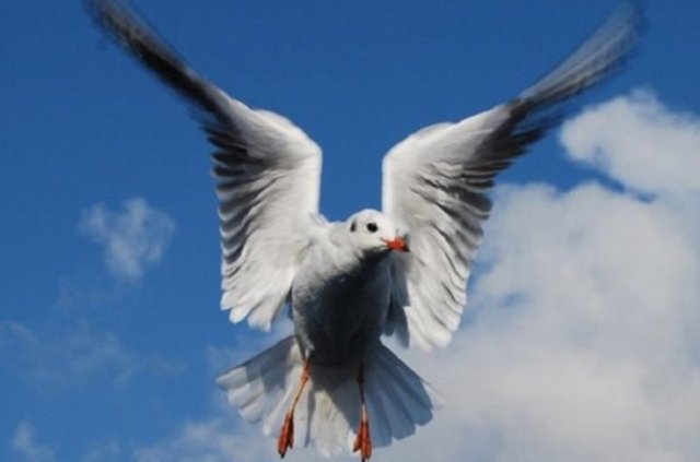 İkinci olarak kuşların kanadı özel aerodinamik yapıya sahiptir. Bu sayede kanatları havada hareket ederken aynı zamanda taşıma kuvveti oluşturur.