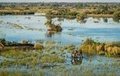 <p>78. Wilderness Safaris, Botsvana</p>
