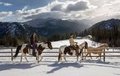 <p>7. Triple Creek Ranch, Montana, ABD</p>
