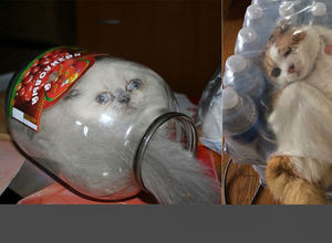 Kedilerin her yere sığabileceğini kanıtlayan kareler...