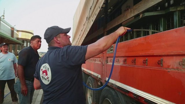 Hayvanlara yolculuk sırasında hortumlarla su veriliyor.