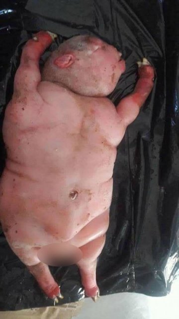 Yerel halkın canavar gözüyle baktığı kuzuyu sosyal medyada insana benzettiler.  -  