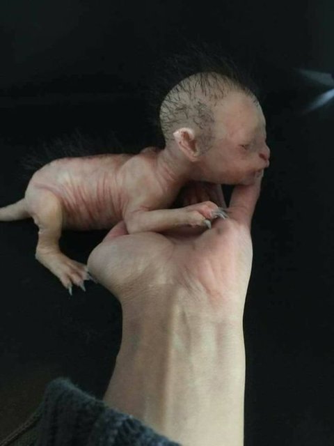 Ancak polisler, fotoğrafların gerçek olmadığını ve insan yüzlü kedinin silikon bebek olduğunu bildirdi.