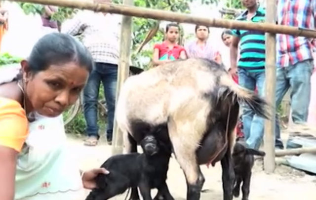 İşte yavru keçiden görüntüler...