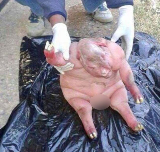 YENİ DOĞAN KUZUYU ŞEYTANA BENZETTİLER - Güney Afrika'da bir koyun, hayret ettiren bir canlı doğurdu.  -  