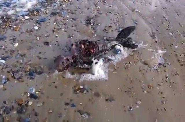 Paul Jones, bu fotoğrafları internette yayınladıktan sonra, 2 gün içerisinde sosyal medya hesaplarından 15000 kere paylaşıldı. -  