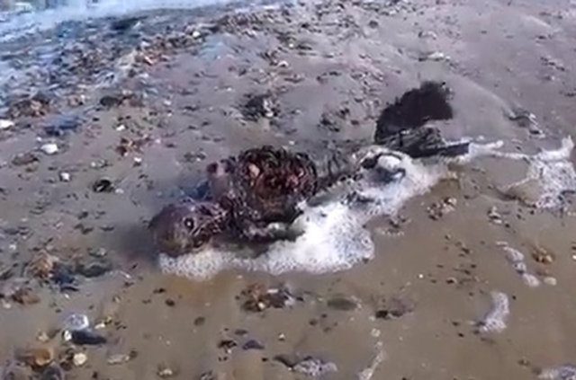 Gördüğü şey, dalgaların kıyıya vurduğu bir ceset fakat olayı ilginç kılan, cesedin bel altı bölgesinin tıpkı bir balık kuyruğunu andırıyor olması. -  