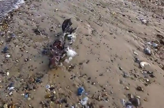 Cesedin gerçekten bir deniz kızına ait olup olmadığı bilinmiyor fakat Dailymail'in haberine göre bu olayla ilgili ufak bir ayrıntı bulunuyor. İlginç cesedin gizemi açıklanamamış olsa da, bunun onu keşfeden kişi tarafından yapıldığı da konuşulanlar arasında.