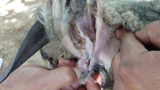 BU KOYUNUN KULAĞINDA İKİNCİ BİR AĞZI VAR - Gaziantep'te koyununu kırkan vatandaş, koyunun sol kulağında ikinci bir ağız ile karşılaştı. 