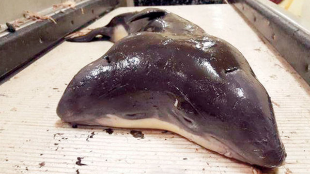 ÇİFT BAŞLI DOMUZBALIĞI ŞOK ETKİSİ YARATTI - Kuzey Denizi'nde balıkçılar tarafından çift başlı bir domuzbalığı yakalandı. Gazete Habertürk'te yer alan habere göre yunus ve balina ailesinde eşine nadiren rastlanan hayvanın doğum öncesi anne karnında yaşanan bir mutasyona bağlı olarak bir rahatsızlık geçirdiği düşünülüyor. Balıkçılar, av mevsimi dışında yakaladıkları hayvanın yalnızca fotoğrafını çekip suya geri bıraktı.