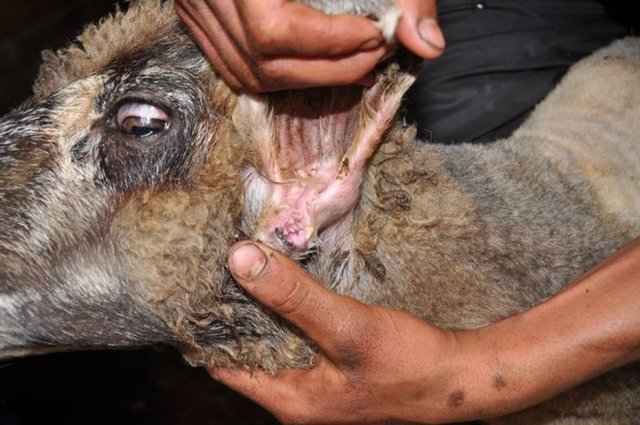 Akıntı gelen kulakta 2 adet diş bulunduğunu gören koyun sahibi, konunun araştırılmasını istedi.
