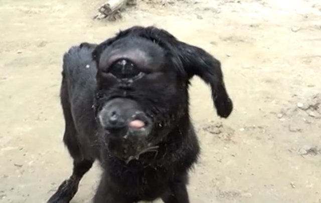 Veterinerlerin tahminlerine göre birkaç gün içinde ölmesi beklenen hayvanın yalnızca 1 kulağı var.  -  