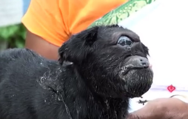 TEK GÖZLÜ DOĞAN KEÇİ - Hindistan'ın Assam kentindeki bir köyde 1 hafta önce doğan bir keçi yavrusu, tek gözlü olarak dünyaya geldi.  -  