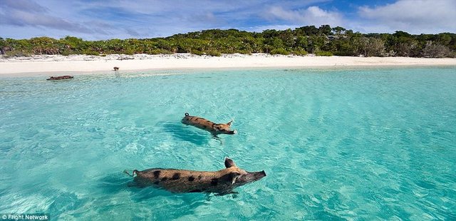 12. Pig Beach, Bahamalar