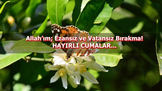 Resimli cuma mesajları - 13 - Gevşeklik göstermeyin, üzülmeyin! Eğer inanmışsanız şüphesiz en üstün olan sizsiniz.(Ali İmran) Hayırlı Cumalar.