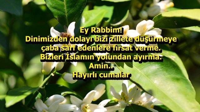 Resimli cuma mesajları - 16 - Bizi yoktan var eden, varlığından haberdar eden, yaratıp imtihan eden, imtihan edip sabır veren Allah'ın müminlerini bağışlaması dileğiyle Cumanız Mübarek olsun!