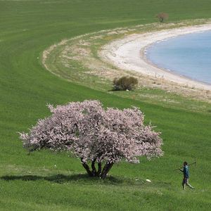 Van Gölü'nün el değmemiş güzelliği "Çarpanak Adası"