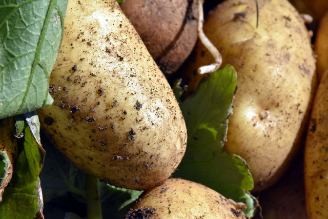 Patates